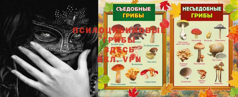 как найти закладки  Алатырь  Псилоцибиновые грибы MAGIC MUSHROOMS 